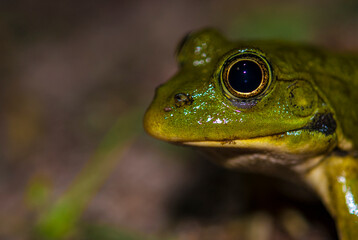 green frog resting by the stream