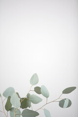 Minimalist, vertical, close up photo of fresh eucalyptus leaves against a neutral grey background....