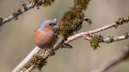 bird, robin, natur, ast, rot, wild lebende tiere, baum, tier, frühling, bird, schnabel, wild