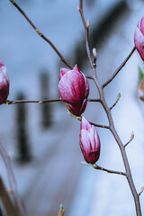 Closeup shot of Magnolia soulageana 