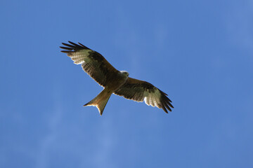 Rotmilan (milvus milvus)