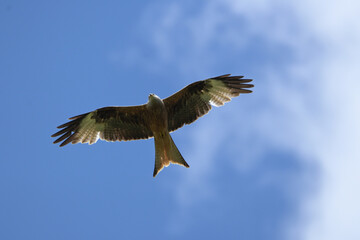 Rotmilan (milvus milvus)