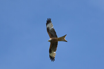 Rotmilan (milvus milvus)