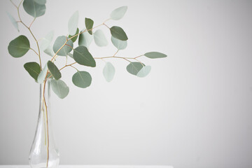 Minimalist bunch of eucalyptus stems sitting in a glass vase on a white table with a grey...