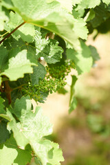 Weinlaub mit Früchten