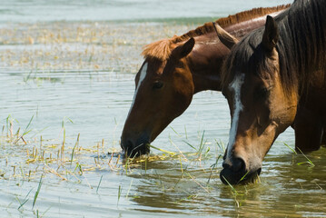 Horses drink and rest in the lake.