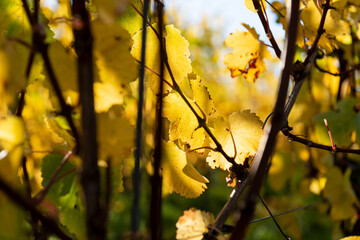 Weinlaub im Herbst