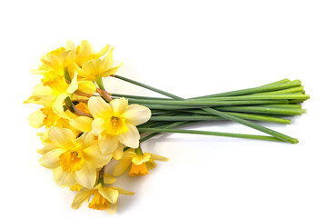 Yellow daffodils isolated