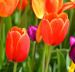 Tulips is a perennial, bulbous plant with showy flowers in the genus Tulipa, of which up to 109 species © Daniel Meunier
