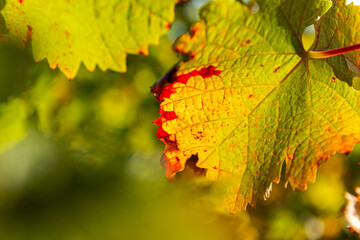 Weinlaub im Herbst