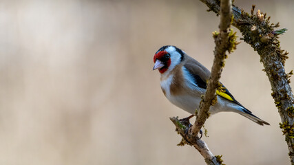 bird, ast, natur, wild lebende tiere, stieglitz, tier, wild, baum, 