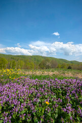 Fototapeta na wymiar In the spring, flowers bloom in the highlands. Violet Plateau, İzmit Turkey.