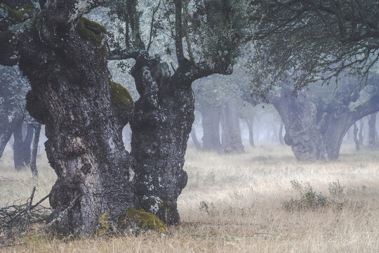 Ancient holm oak forest (Quercus ilex) in a foggy day with centenary old trees, Zamora, Spain.