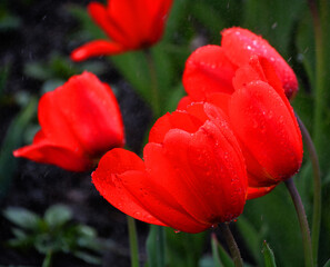 Tulips is a perennial, bulbous plant with showy flowers in the genus Tulipa, of which up to 109 species © Daniel Meunier