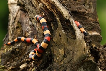 King snake Campbell (Lampropeltis triangulum campbelli) on the old branch looking for the mouse.