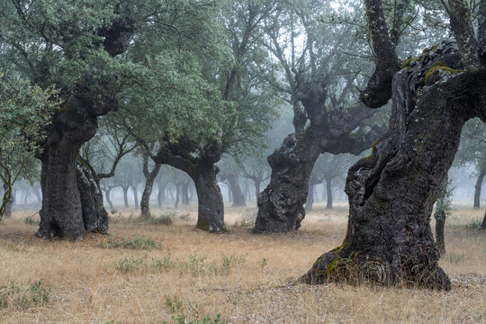Ancient holm oak forest (Quercus ilex) in a foggy day with centenary old trees, Zamora, Spain.