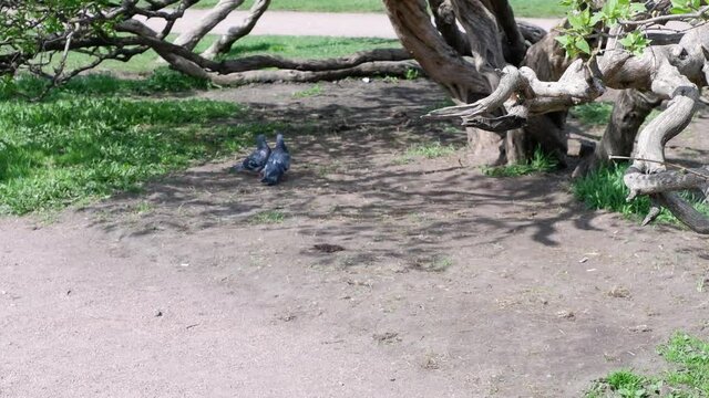 Doves kiss in the park. Birds.
