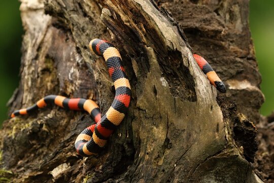 Lampropeltis 이미지 찾아보기 1,805 스톡 사진, 벡터 및 비디오 Adobe Stock