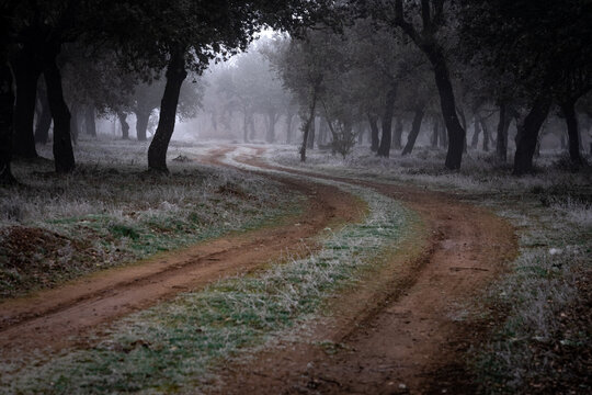 Ancient holm oak forest (Quercus ilex) in a foggy day with centenary old trees, Zamora, Spain.