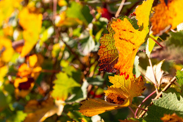 Weinlaub im Herbst