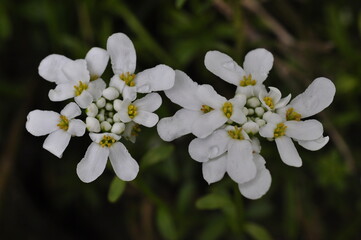 Fototapeta premium Blumen Blüte Makro Micro SOmmer Frühling Nahaufname