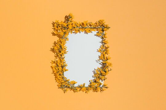 Yellow blooming branches and stems making frame on orange background