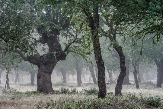 Ancient holm oak forest (Quercus ilex) in a foggy day with centenary old trees, Zamora, Spain.