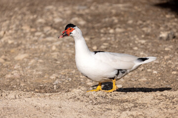 Naklejka na ściany i meble Muscovy Duck (Cairina moschata) is a native to the Americas