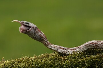 A Corn snake after a hunt eating a mouse.