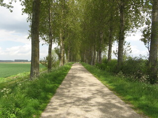 Fototapeta na wymiar a scenic polder landscape in holland in springtime with a road with a lane of trees and a green verge with wild flowers