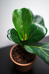 Fototapeta na wymiar Fiddle Leaf Fig Plant