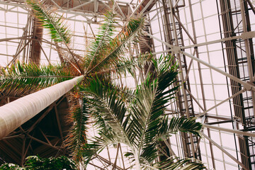 Botanical garden in the greenhouse. Jungle forest. Palm