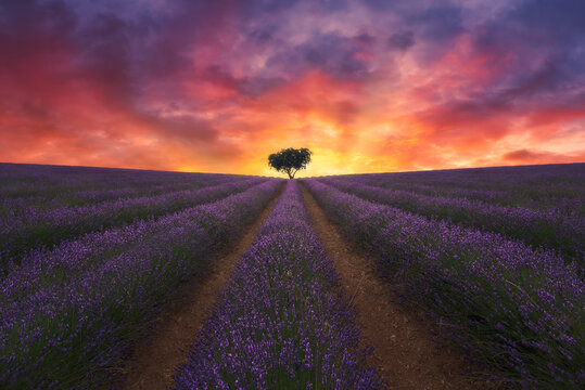 Majestic scenery of lonely tree growing in field with blooming lavender flowers on background of colorful sundown sky