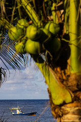 Barco pesqueiro e cocos no coqueiro
