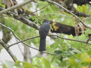 Black – Headed Trogon 1