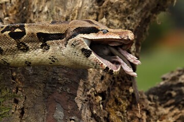 The boa constrictor (Boa constrictor), also called the red-tailed boa or the common boa, on the old branche after hunt eating a rat.