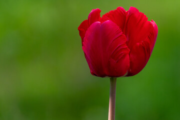 Obraz premium Red tulip flower on a green background.