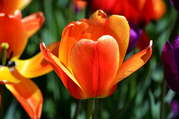 Tulips is a perennial, bulbous plant with showy flowers in the genus Tulipa, of which up to 109 species © Daniel Meunier