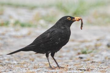 Amsel mit Wurm im Schnabel