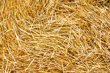Dry, yellow grass spread out in a uniform layer.