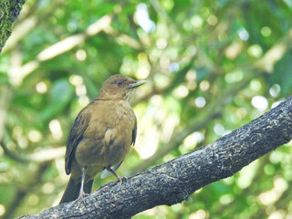 Clay - colored Robin