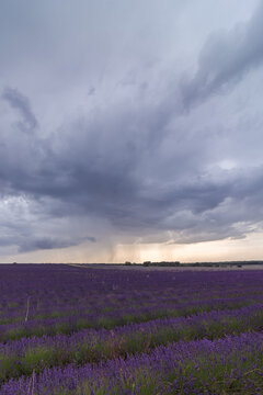 Spectacular view of rows of blossoming lavender field under thunderstorm sky in summer