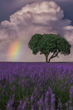 Majestic scenery of blooming lavender flowers and green tree growing in field under rainbow in cloudy sky