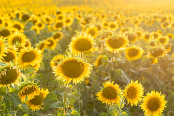 Picturesque landscape of vast agricultural field with blooming yellow sunflowers in summer countryside