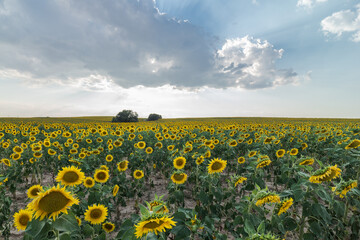 Picturesque landscape of vast agricultural field with blooming yellow sunflowers in summer countryside