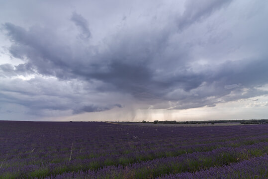 Spectacular view of rows of blossoming lavender field under thunderstorm sky in summer