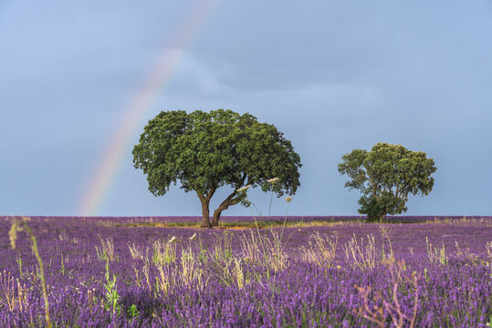Majestic scenery of blooming lavender flowers and green tree growing in field under rainbow in blue sky