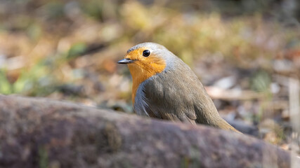 bird, robin, natur, wild lebende tiere, tier, rot, wild, winter, bird, rotkehlchen,