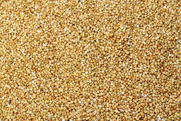 Buckwheat fresh background. Agriculture concept.