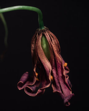 closeup of withered fuchsia lily isolated on black background 